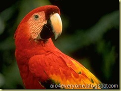 parrot6