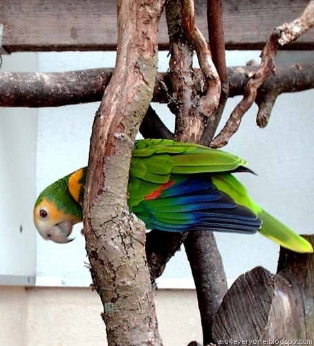 [parrot10[2].jpg]