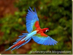 parrot1