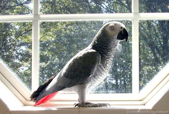 [parrot4[2].jpg]