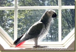 parrot4