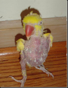 parakeets for sale at petsmart