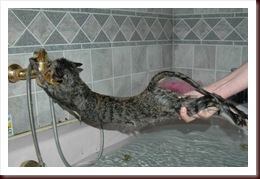 mandi kucing