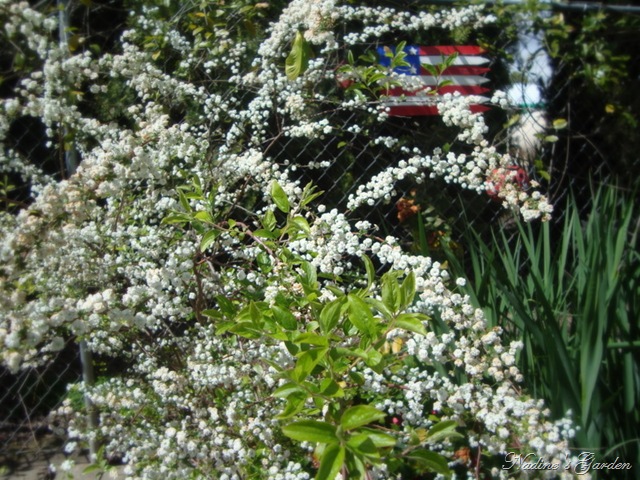 [mom's garden 044[9].jpg]