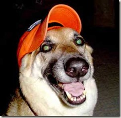 smiling-german-sheperd-dog-725593