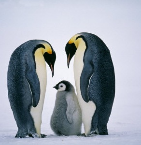 [OSTID-00001105-001-FB~Emperor-Penguins-Family-Antarctica-Posters[8].jpg]