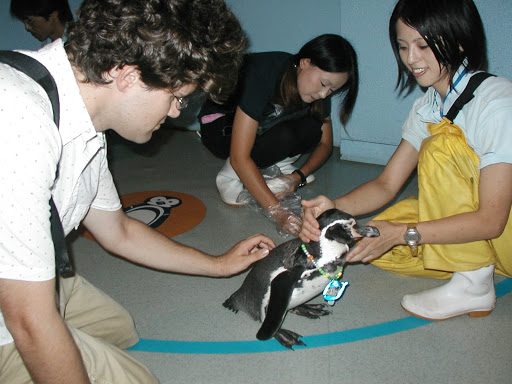 pet penguins