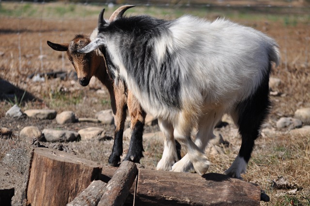 [goats113.jpg]
