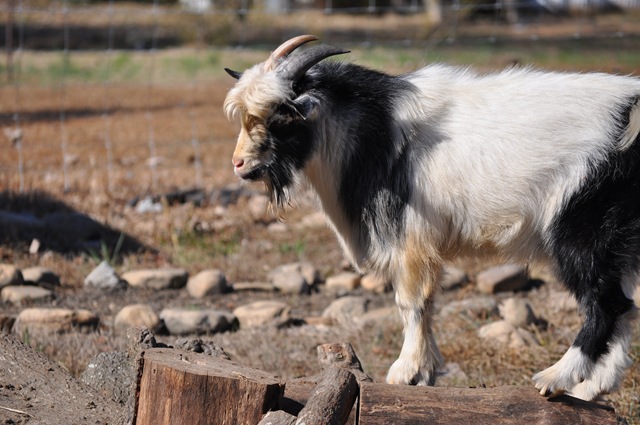 [goats 22[3].jpg]