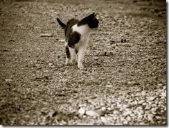 La Misi acechando. Increible esta gata.