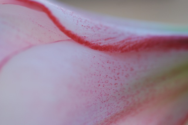 Amaryllis Temptation petal macro
