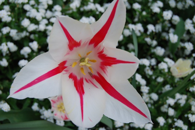 [Kew red and white tulip[3].jpg]