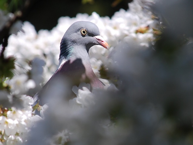 [Pigeon in blossom[3].jpg]