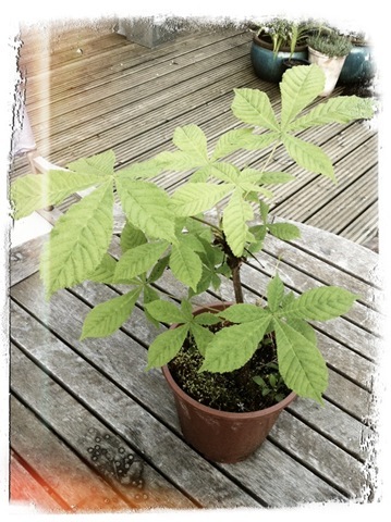 Tom's horse chestnut tree 2011 (2)