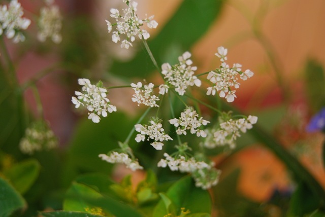 Cow parsley