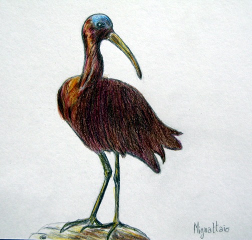 [20101112_ibis falcinelle[6].jpg]