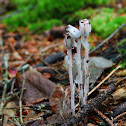 Ghost Plant