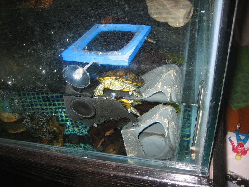 red ear slider pet turtle tank
