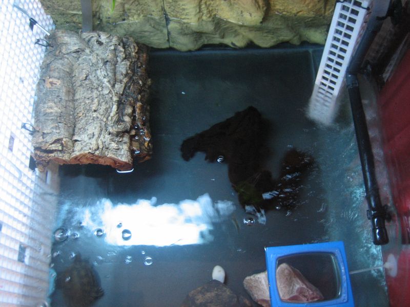 My female red ear slider turtle's tank area