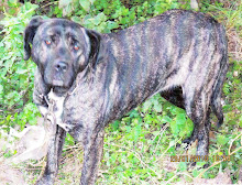 perro abandonado