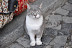 A pasha in the souks of Istanbul