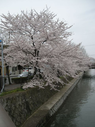 reisen-cherry Cherry Tree along Reisen Street
