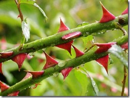 Espinhos da roseira