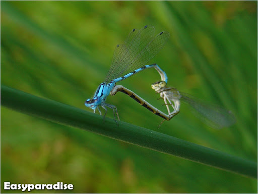 Dragonflies+mating