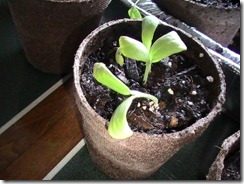 Cantaloupe April 9_1 Cantaloupe April 9_1