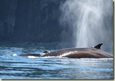 alaska_humpback_whale
