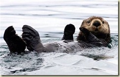 seaotters3