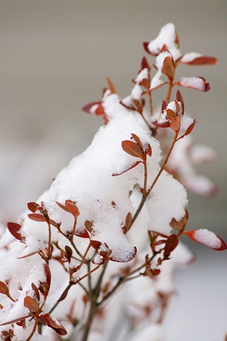 [snow 3[3].jpg]