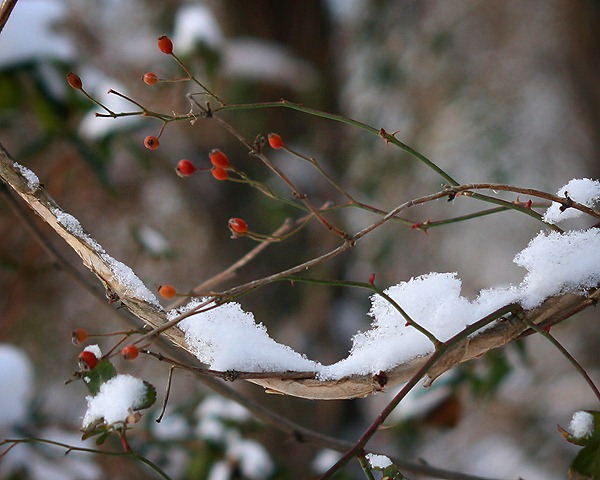 [snow[3].jpg]