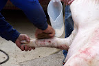 Limpiando las patas del cerdo