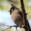 Himalayan Bulbul