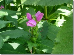 Turtlehead 002