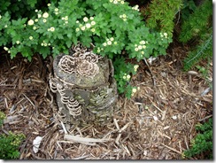 fungi on old crabapple stump