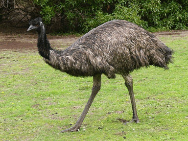 [emu1[2].gif]