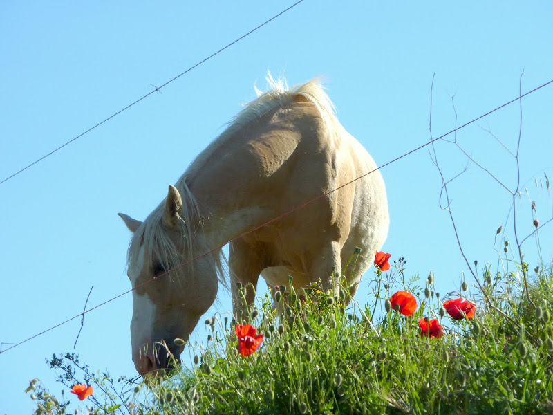 Horse and poppies