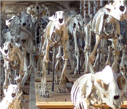Bone exhibit at Paleontology Museum
