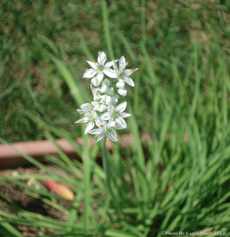 [chives flowers 2[15].jpg]