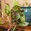 Purple Waffle Plant