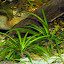 Dwarf sag