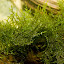 Java Moss