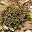 Moss-brown