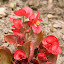 begonia