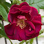 Rose-Dr Huey