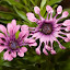 Osteospermum