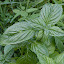 Basil-Pesto