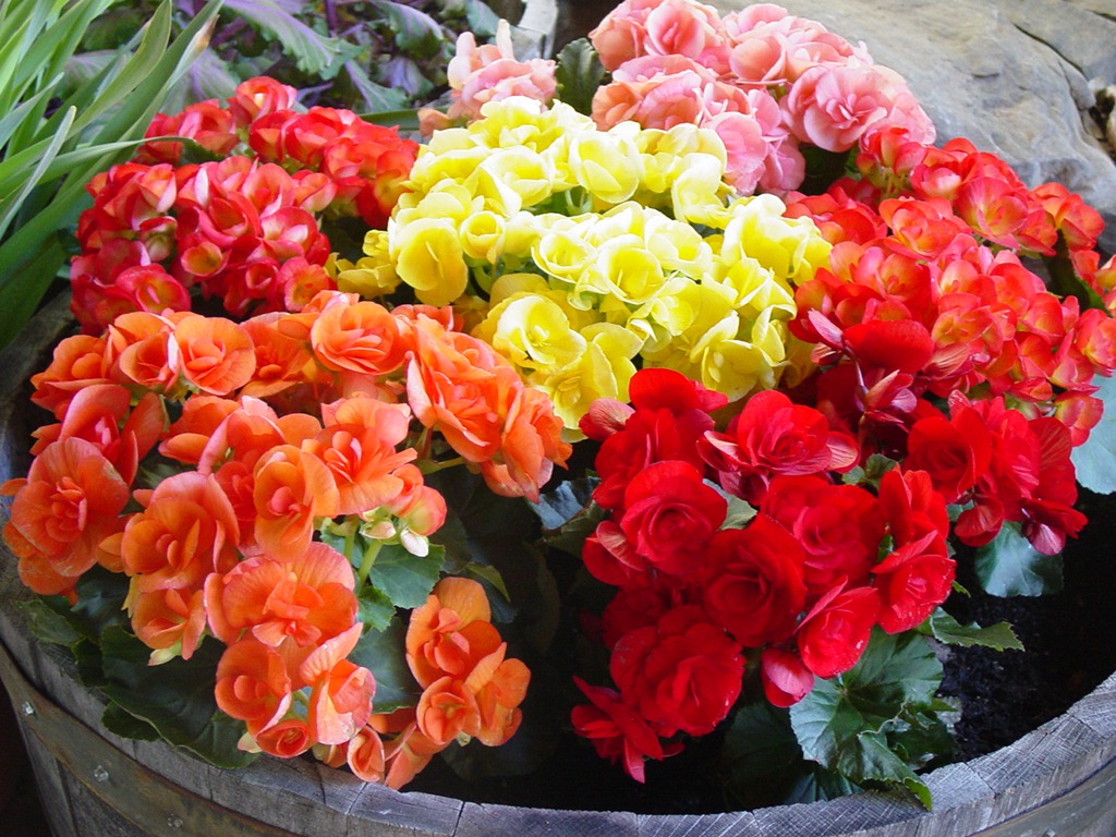 [Kautzflowers 022[3].jpg]